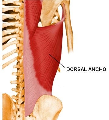 musculo-dorsal-ancho