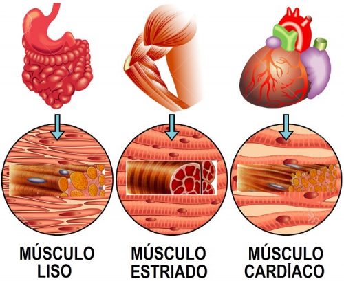 tipos-de-musculos