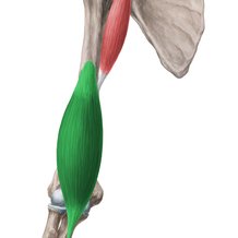 musculo-braquial